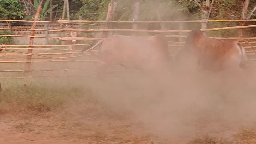 The battle of cattle collided popular sport of local Asian