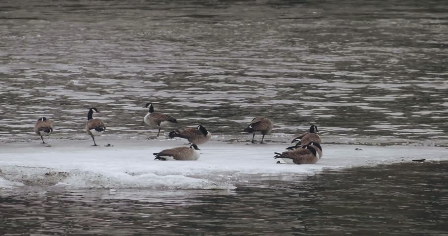 Canadian Geese stand on a floating chuck of ice