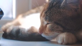 cat striped tricolor sleeping concept. the cat is sleeping on the window sill the sunlight with the window is a cute video lifestyle