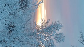 Vertical video. The setting sun over the branches of trees in the snow