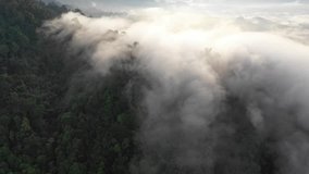 Rainforest (rain forest) jungle and clouds aerial footage	