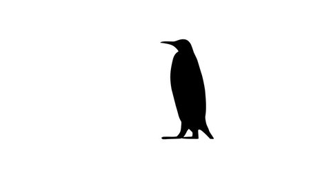 Silhouette of penguin, animation on the white background