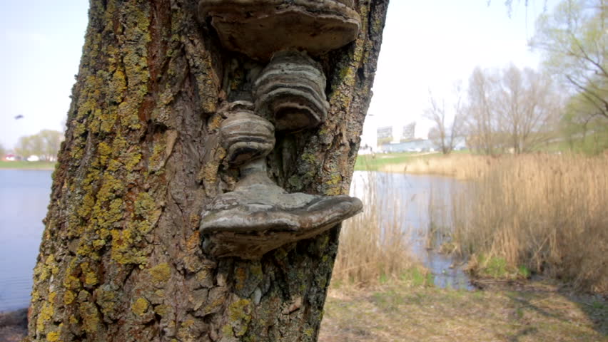 Tree fungus grows on a tree trunk at the lake. In the city park.