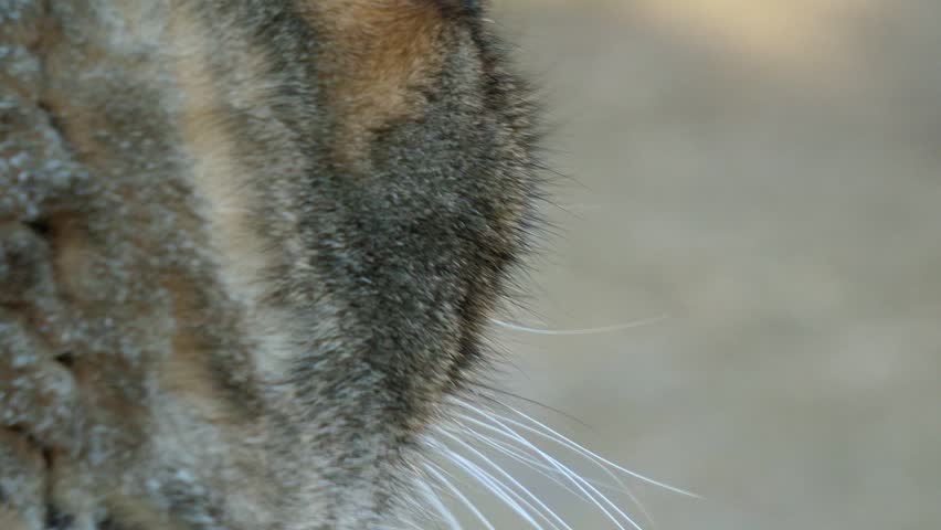 Cat Looking Sideways Stock Video Footage 4k And Hd Video Clips Shutterstock