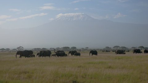 A large herd of wild African elephants goes and grazes in a grassland in the plain among the acacia trees on the background of mount Kilimanjaro. Amboseli national Park in Kenya. Sunny day, heat haze
