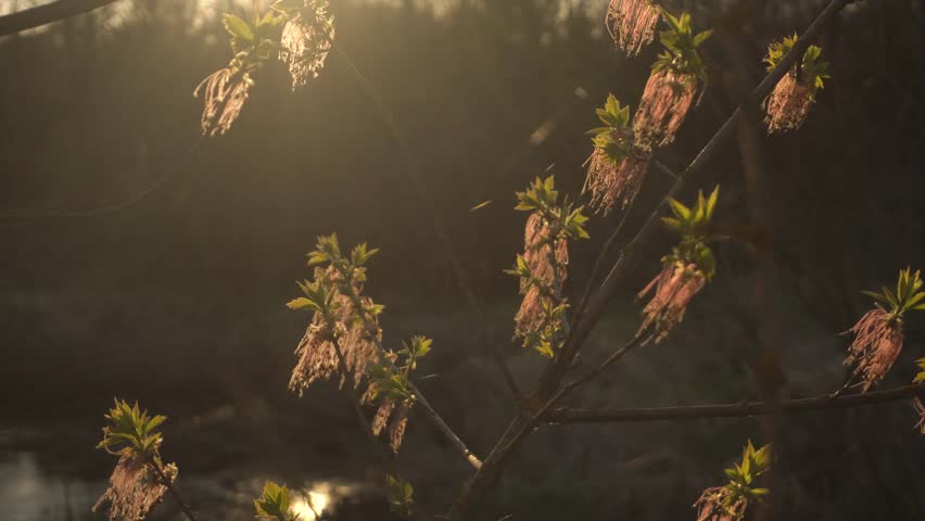 Sycamore Trees Blossom 스톡 동영상 비디오(100% 로열티 프리) 1028190314 | Shutterstock