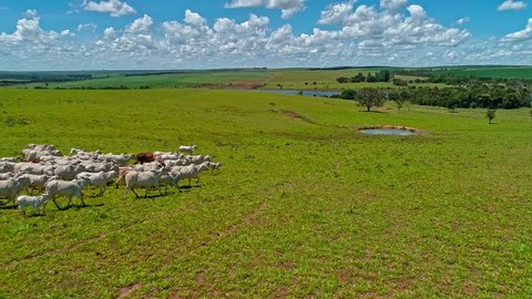 Aerial view of a herd of cattle charging down a hill, over beautiful pasture, in a deforested area in the amazon rainforest.