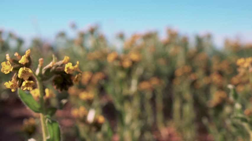 Yellow bladderpod wildflowers starting to blossom in Mojave Desert, Macro Slider