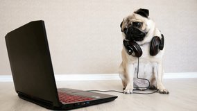 Funny pug dog with big headphones looks at the screen of a laptop computer
