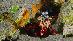 Red peacock mantis shrimp (Odontodactylus scyllarus) hiding on the coral reef. Colorful marine wildlife. Shrimp on the reef, macro picture. Underwater video, detail of tropical aquatic animal. 