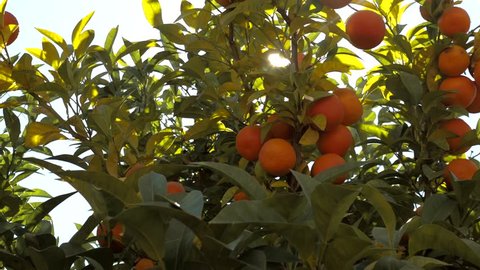 Tangerine fruits on a tree 2