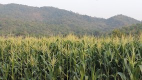 Flowering corn field video