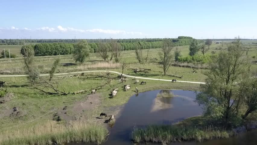 Aerial view of wild Konik horses drinkin at pond in National Park Oostvaarders plassen, Flevoland, the Netherlands