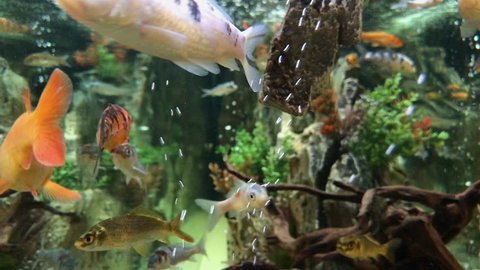 Fish Tank Underwater Decoration Aquarium