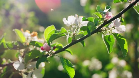 Beautiful branch of apple tree at bloom in Hardanger, Norway. Pretty white flowers blossoming, sun shines through leaves.