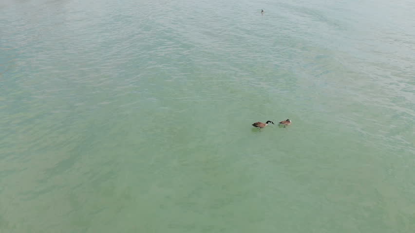  Canada geese, wildlife North America, Michigan lake, drone flying over water