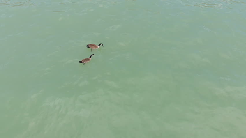  Canada geese, wildlife North America, Michigan lake, drone flying over water