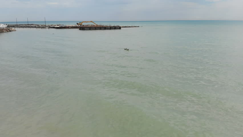  Canada geese, wildlife North America, Michigan lake, drone flying over water