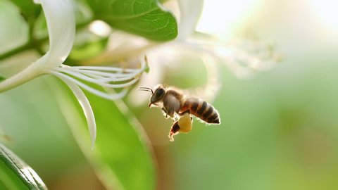 Close up of one honey bee flying around honeysuckle flowers bee collecting nectar pollen on spring flower  slow motion