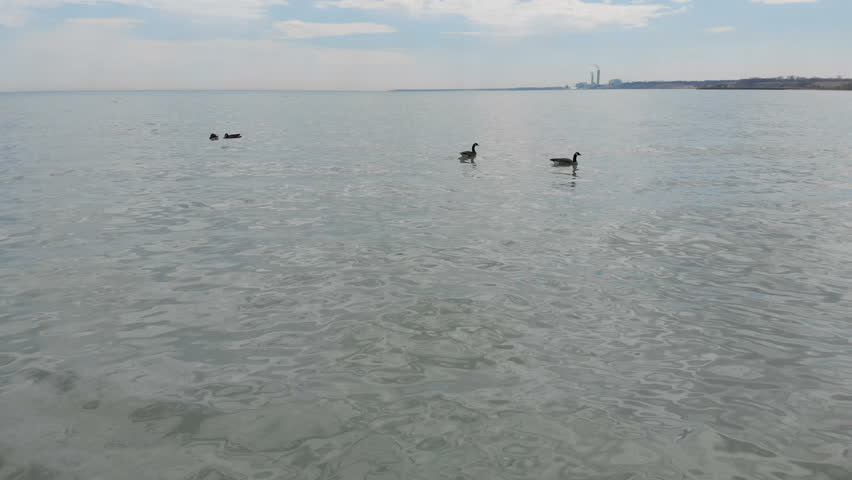  Canada geese, wildlife North America, Michigan lake, drone flying over water

