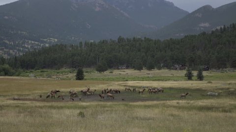 Heard of elk grazing in mountain valley