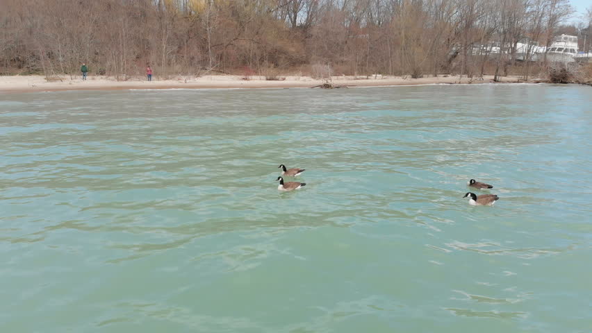  Canada geese, wildlife North America, Michigan lake, drone flying over water
