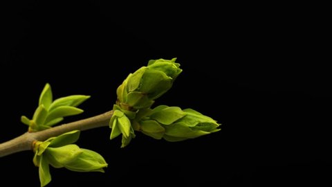 Plant leaves, Budding tree buds Timelapse, Time-Lapse Green leaves, Closeup on black background