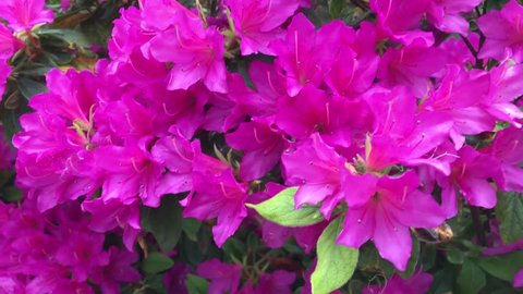 A flowering purple, white, violet, magenta Rhododendron shrub. National flower of Nepal.
State flower of West Virginia and Washington.