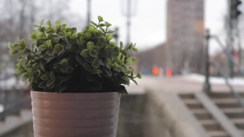 Still shot of a small plant next to a window with the bright city life outside with soft depth of field