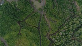 Downward view from a drone tracking an off-road vehicle through winding paths in a remote pacific northwest coastal forest.