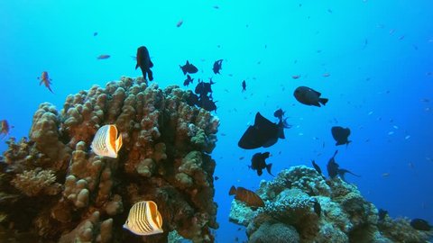 Reef Coral Scene. Underwater sea fish. Tropical reef marine. Colorful underwater seascape. Soft-hard corals seascape. Reef coral scene. Coral garden. underwater ambience coral reefs.
