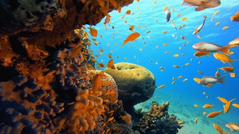 Tropical Underwater Reef. Underwater sea fish. Tropical reef marine. Colorful underwater seascape. Soft-hard corals seascape. Reef coral scene. Coral garden. underwater ambience coral reefs.