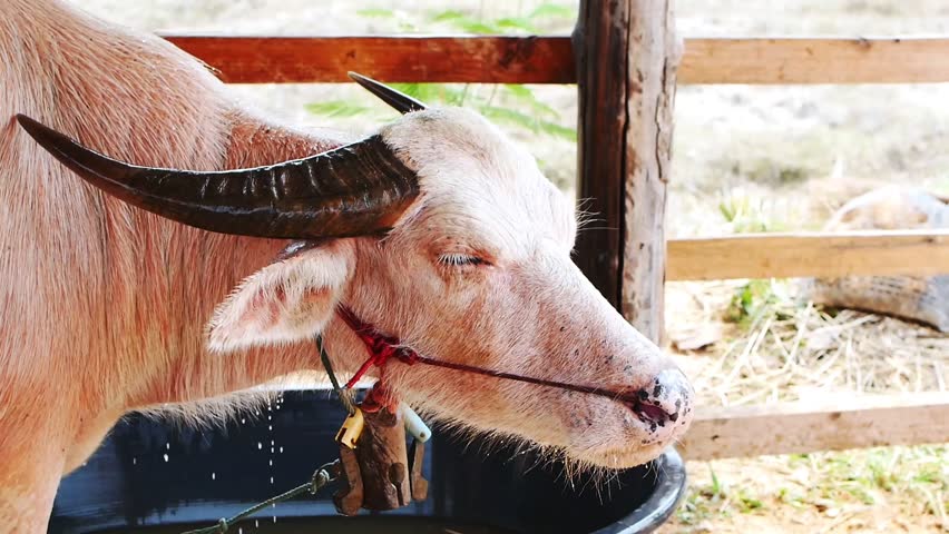 Asian buffalo in Thailand.
