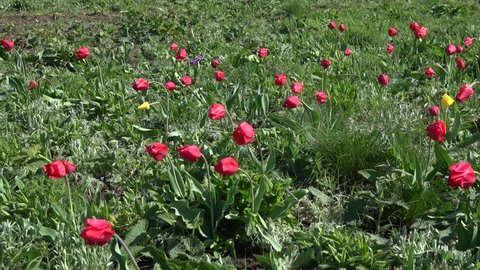 Kalmykia. Blooming tulips in the steppe.