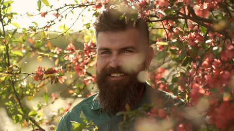 Harmony concept. Bearded man with stylish haircut with red flowers on background. Hipster in green shirt near branches of red flower tree. Man with beard and mustache on smiling face near flowers Stock-video
