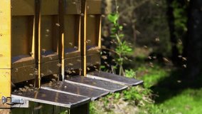 A swarm of honeybees flying around bee boxes