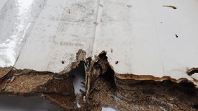 Soldier and worker termites eating and living in damaged book ,4K video .
Termite world.

