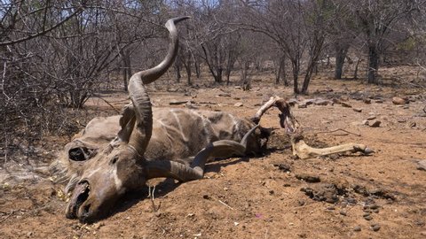 The carcass of a dead kudu bull lying on the dry ground in the hot sun