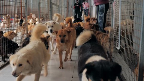 Suzhou, China - April 13, 2019: Unwanted and homeless dogs of different breeds in animal shelter. Looking and waiting for people to come adopt. Shelter for animals concept