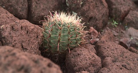 Close up of a cactus in the Superstition Wilderness near Phoenix, Arizona.