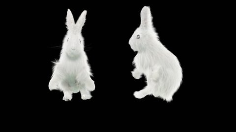White Rabbit CG fur 3d rendering animal realistic Animation  Loop Alpha channel dance composition 3d mapping 