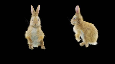 rabbit CG fur 3d rendering animal realistic Animation Loop Alpha channel dance composition 3d mapping, With Alpha Channel