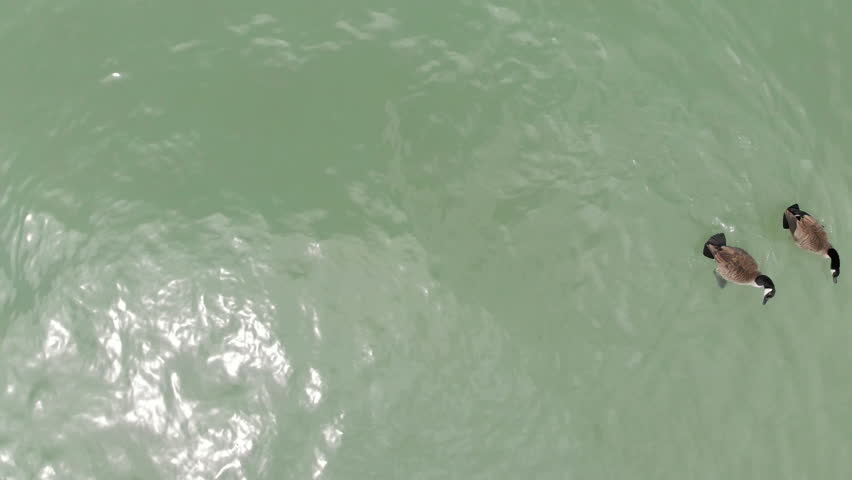  Canada geese, wildlife North America, Michigan lake, drone flying over water
