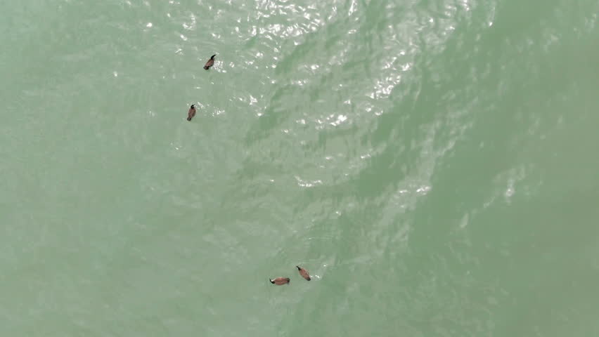  Canada geese, wildlife North America, Michigan lake, drone flying over water
