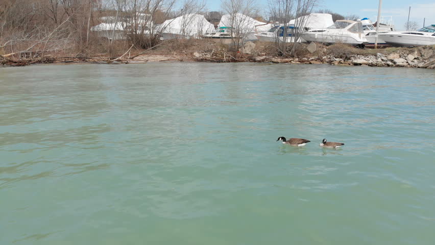  Canada geese, wildlife North America, Michigan lake, drone flying over water
