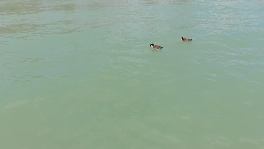  Canada geese, wildlife North America, Michigan lake, drone flying over water
