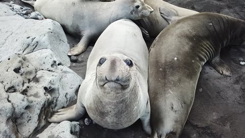Northern elephant seals hanging out in Guadalupe Island 