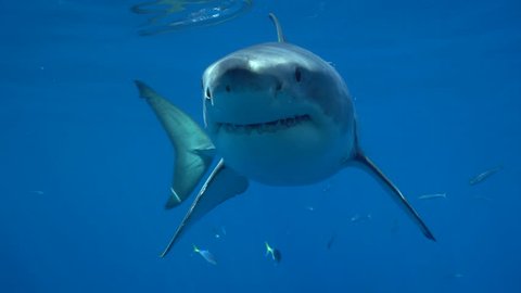 Great white shark swimming, and turning towards camera in Guadalupe Island