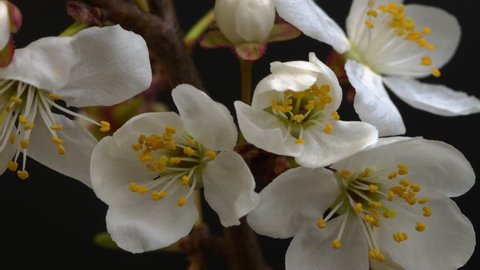 Beautiful Spring Cherry tree flowers blossom timelapse, extreme close up. Time lapse of Easter fresh blossoming cherry closeup. 4K UHD video