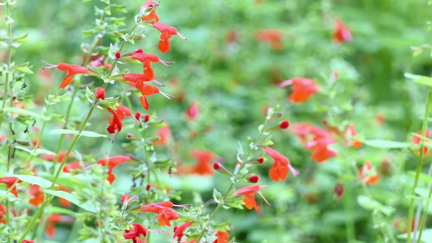 salvia fulgens cardinal sage mexican scarlet Stock Footage Video (100% ...